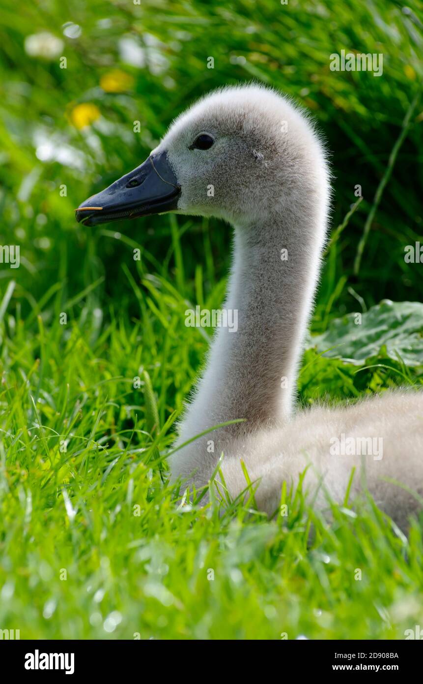 Swan Cygnet, Llanfairfechan, Conwy, Galles del Nord, Regno Unito. Foto Stock