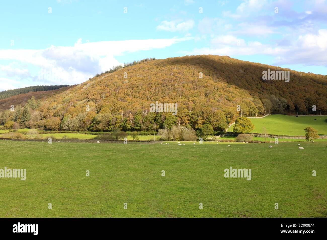 Knoll boscoso nella Cumbria del Sud nella Crake Valley. Foto Stock