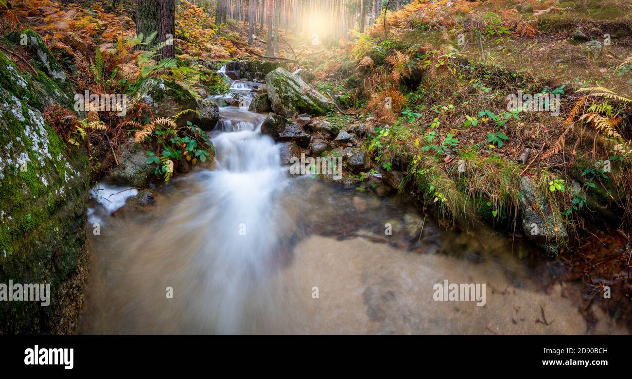 Cascata tra felci e pini all'interno di una foresta in autunno. Arroyo de El Espinar a Segovia, Madrid, Parco Nazionale della Sierra de Guadarrama Foto Stock