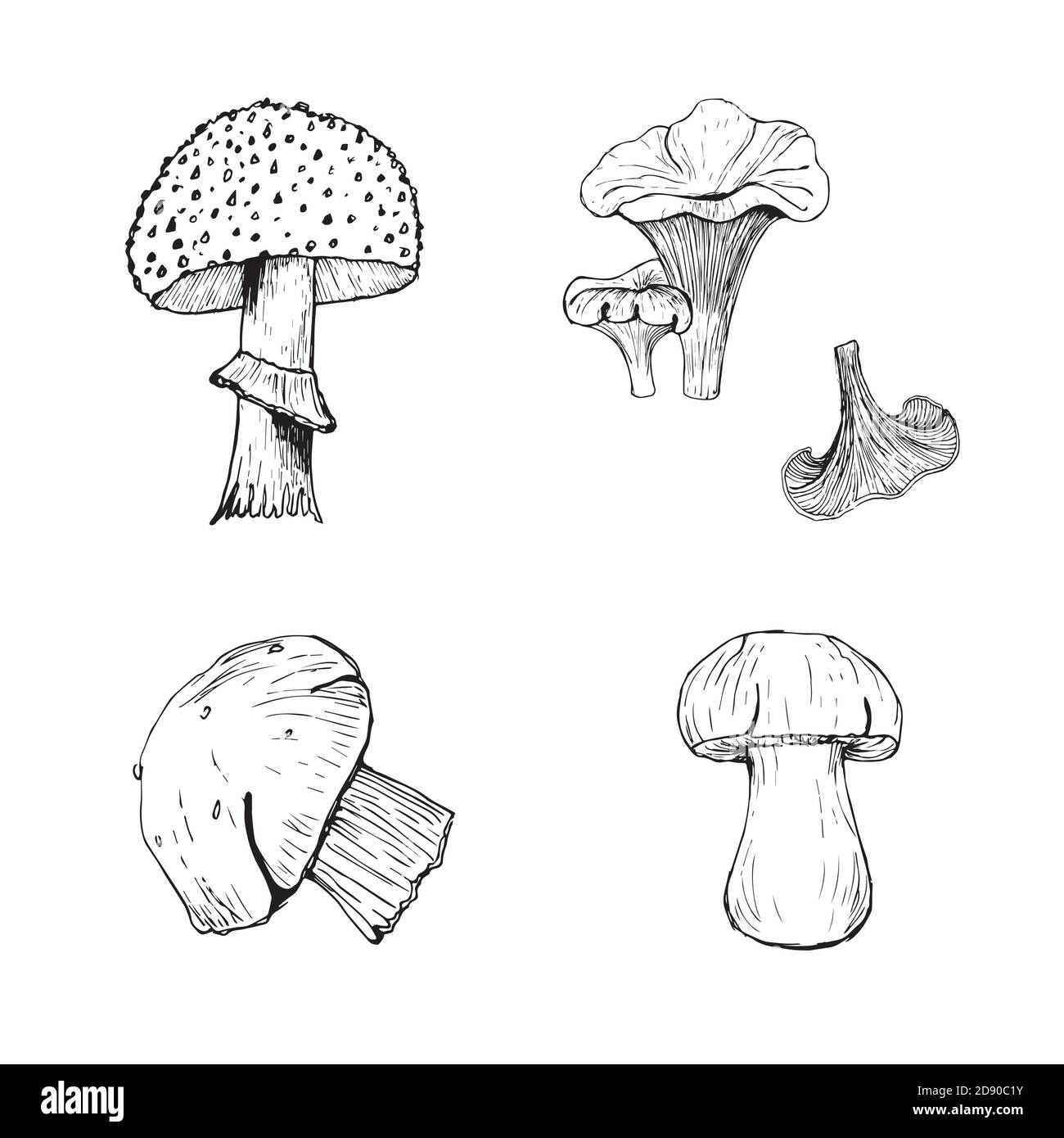 Set di funghi. Illustrazione vettoriale. Canterelle, boletus, fly agaric, aspen Illustrazione Vettoriale