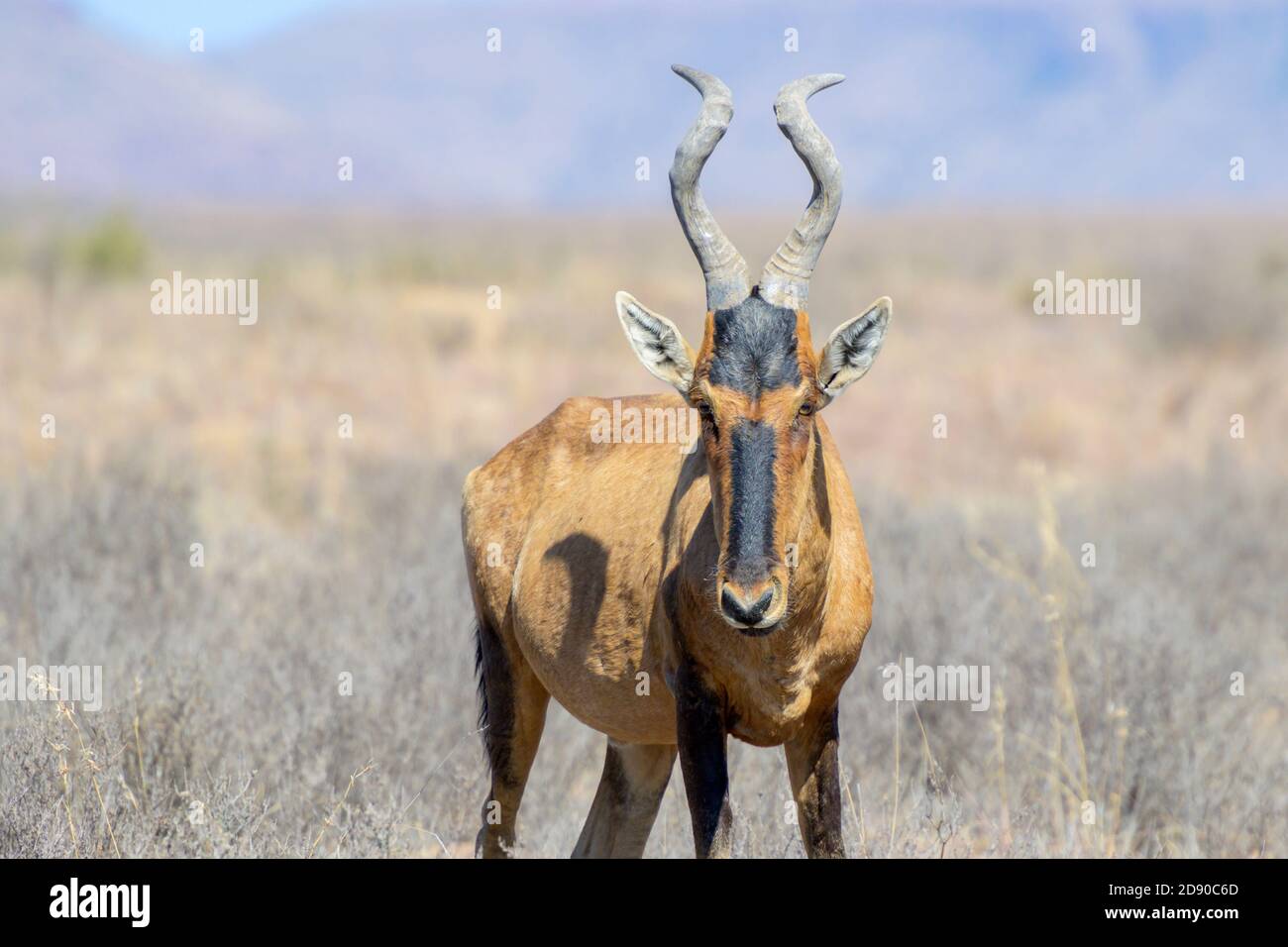 Il più rosso artebeest (Alcelaphus buselaphus), ritratto, guardando la macchina fotografica, Parco Nazionale di Zebra di montagna, Capo orientale, Sudafrica Foto Stock