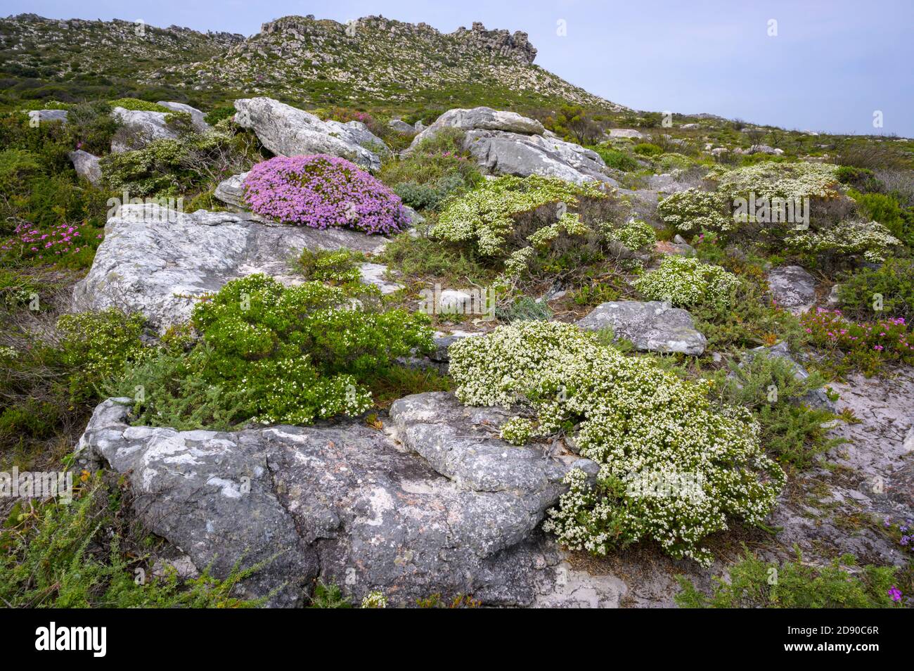 Fiori e vegetazione in paesaggio vicino a capo di buona speranza, Table montagna parco nazionale, Sudafrica. Foto Stock