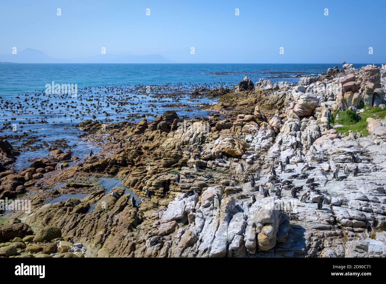 African colonia di pinguini in Stoney Point su Betty's Bay, Western Cape, Sud Africa Foto Stock