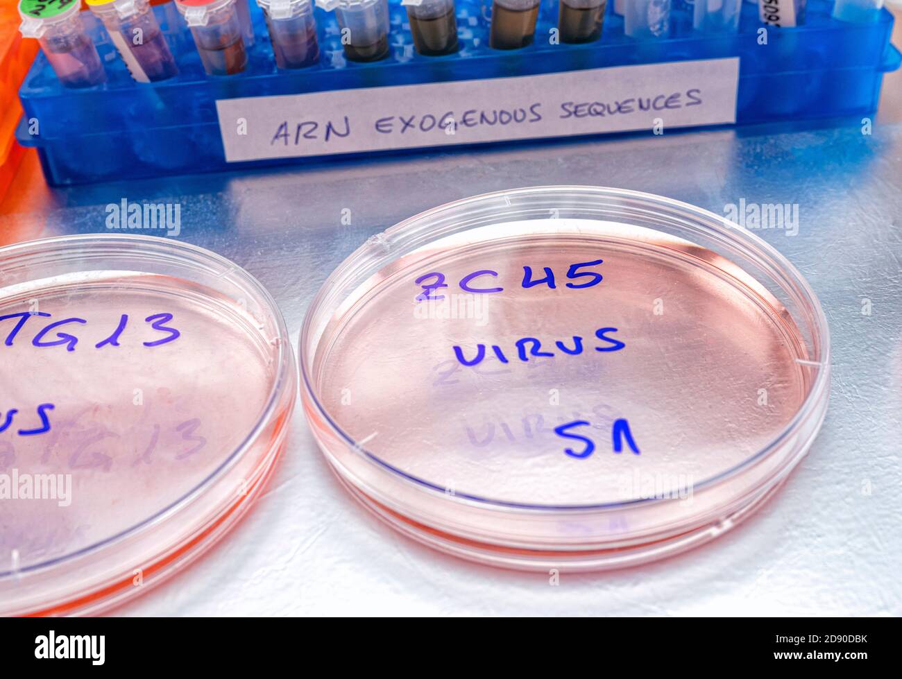 BAT coronavirus ZC45 su piastra Petri, studio COVID-19 in laboratorio, immagine concettuale Foto Stock