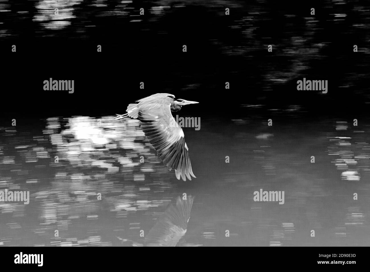 Grey Heron in volo sul Canal Grande Union a Stoke Hammond, Milton Keynes Foto Stock
