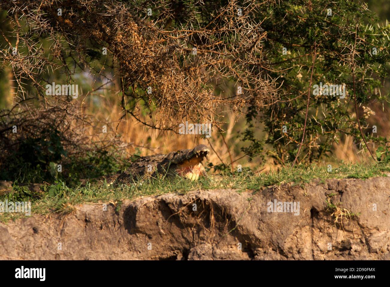 Un coccodrillo cerca rifugio all'ombra di un'acacia Albero sulla riva del fiume, mentre il fiume Katuma si asciuga alla fine della stagione secca Foto Stock