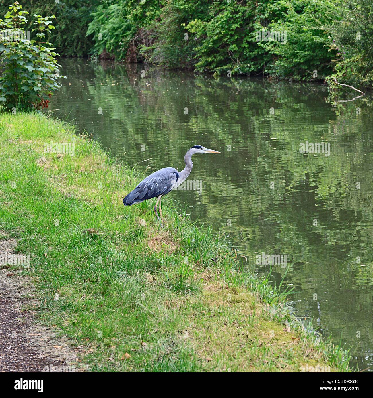 Grey Heron sulle rive del Canal Grande Union a Stoke Hammond, Milton Keynes Foto Stock