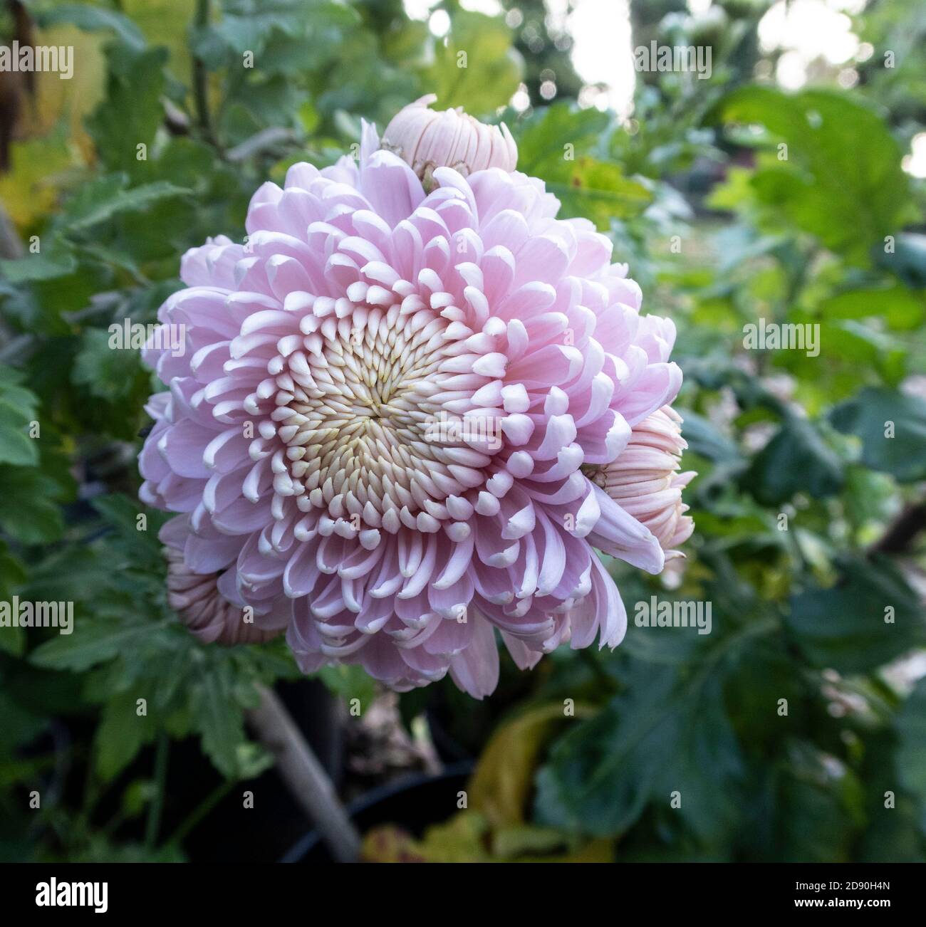 Chrysanthemum Leading Lady, una forte varietà di teste rosa beautiful. Asteraceae. Foto Stock
