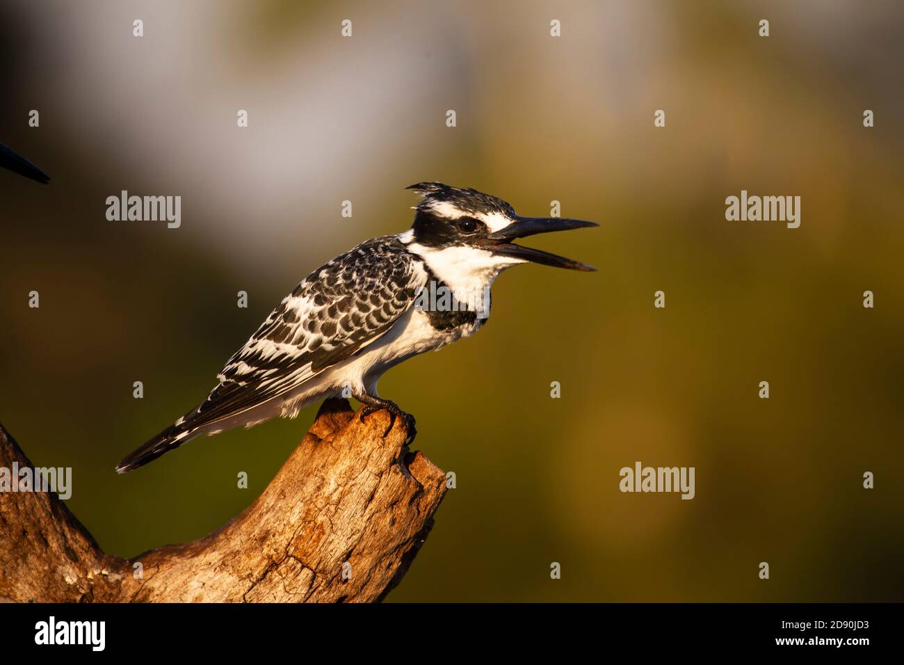 Una femmina Pied Martin pescatore Ceryle rudis in primo piano e. profilo con fattura aperta all'alba che perching sul ramo Di un vecchio ceppo di albero in Sudafrica Foto Stock