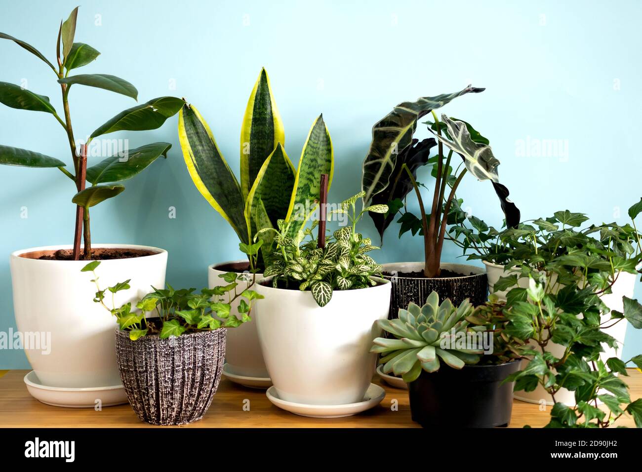 Piante di giardino domestico interno. Collezione fiori vari - pianta di serpente, succulenti, Ficus pumila, lirata, Hedera helix, Alocasia sanderiana. bota elegante Foto Stock