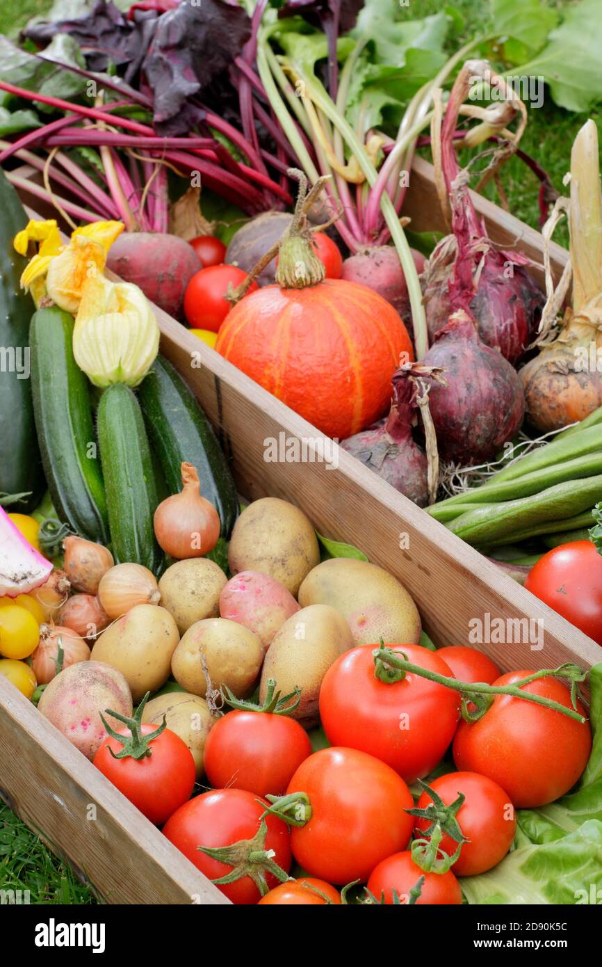 Prodotti coltivati in casa coltivati in un giardino inglese. Bietole, cetrioli, zucchine, zucca, fagioli, pomodori, kale, barbabietole, cipolle, patate. Foto Stock