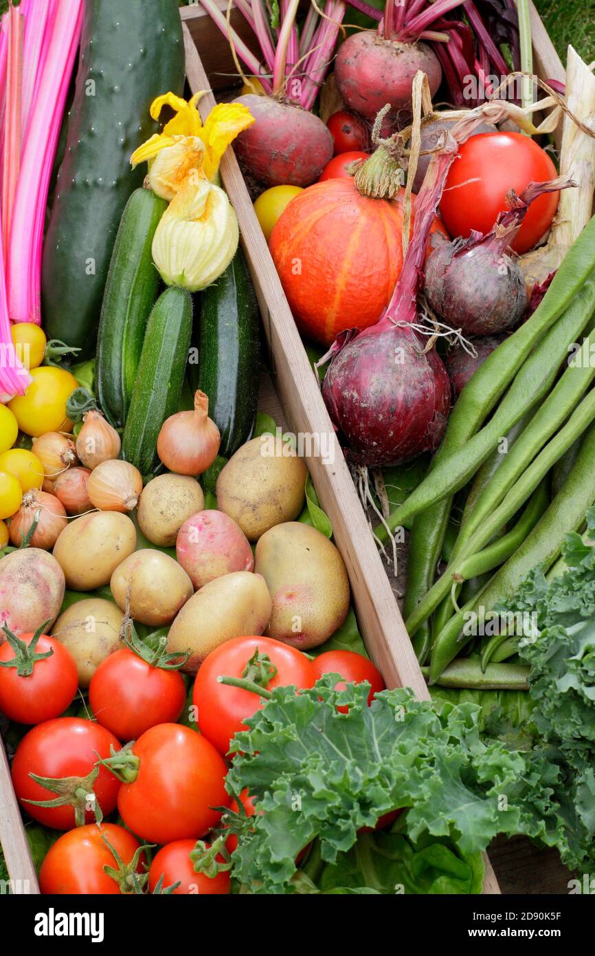 Prodotti coltivati in casa coltivati in un giardino inglese. Bietole, cetrioli, zucchine, zucca, fagioli, pomodori, kale, barbabietole, cipolle, patate. Foto Stock