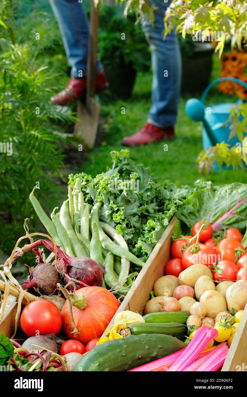 Donna che raccoglie le verdure coltivate nel giardino domestico della cucina raffigurato in tarda estate. REGNO UNITO Foto Stock