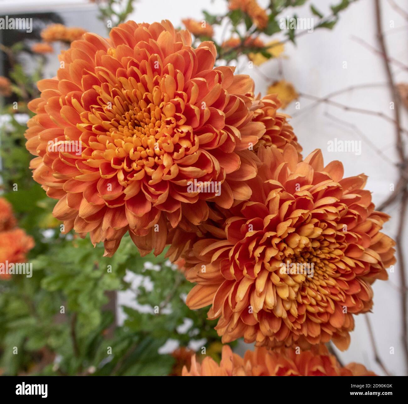 Crisantemo Astro Bronze, una varietà di colore arancione in bronzo profondo Foto Stock
