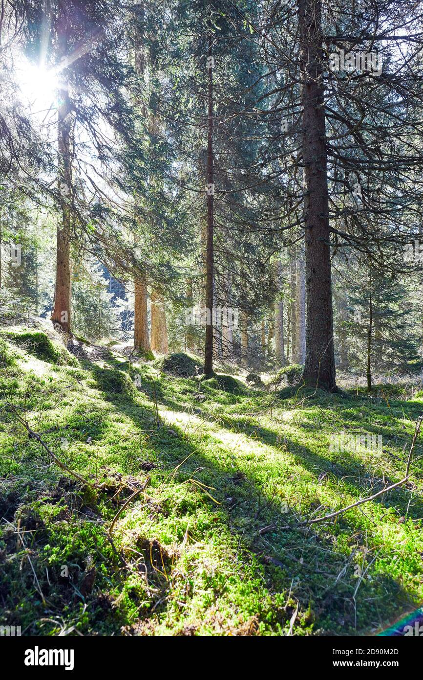 Foresta fiabesca contro la luce del parco Paneveggio in Trentino Alto Adige Foto Stock