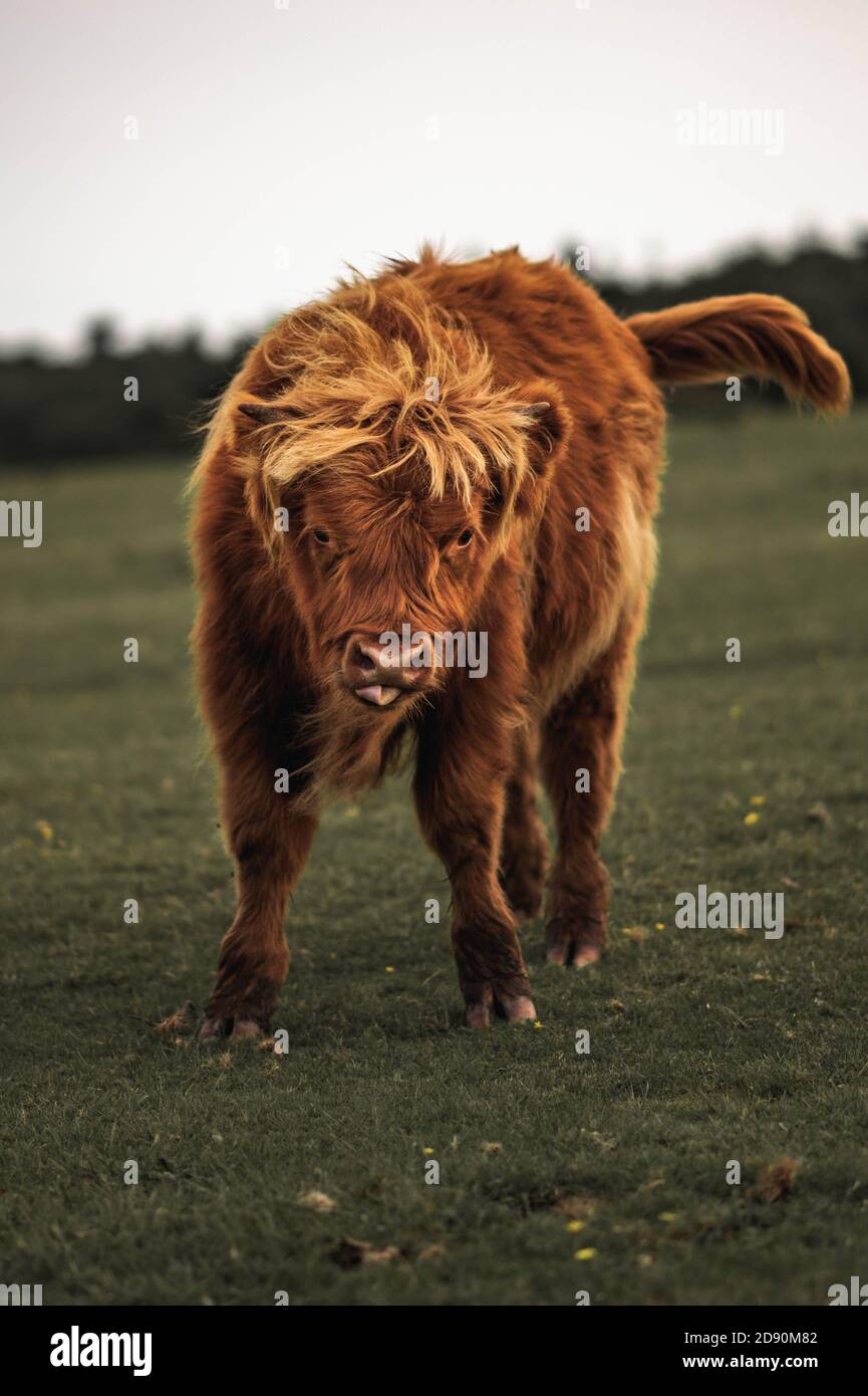 Mucca delle Highland / bestiame scozzese. Bestiame che pascolano. Foto Stock