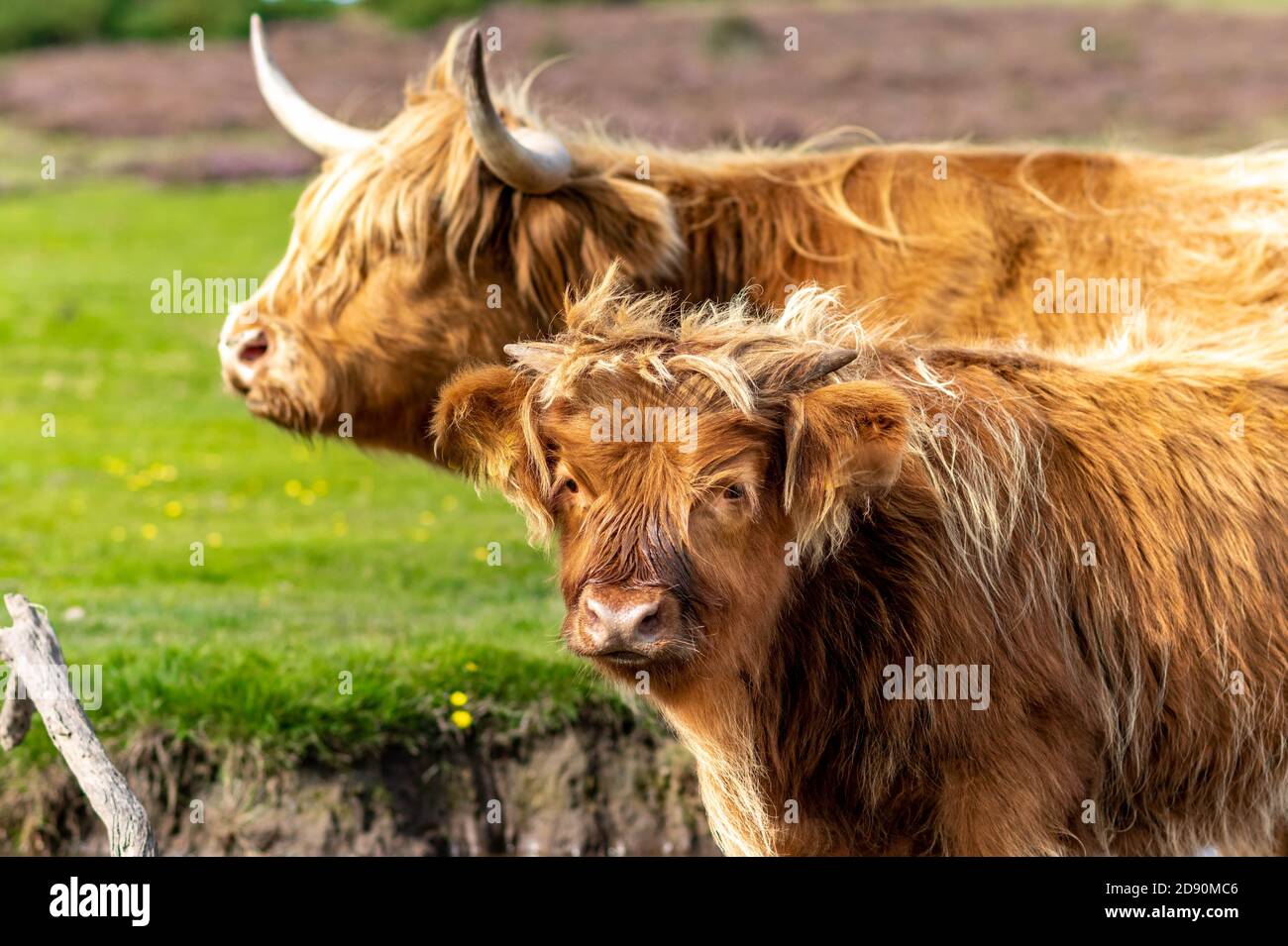 Mucca delle Highland / bestiame scozzese. Bestiame che pascolano. Foto Stock