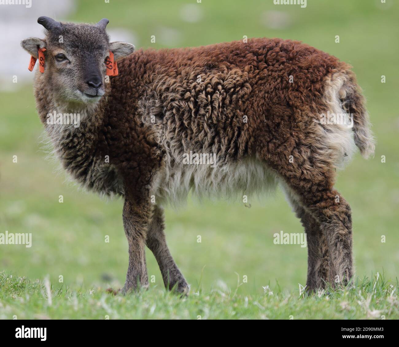 Un agnello di pecora di soia su Hirta, San Kilda Foto Stock