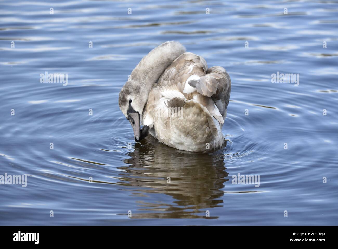 Giovane Mute Swan, Cygnus olor, che si prefissa su un lago in autunno in acqua blu increspata circolare Foto Stock