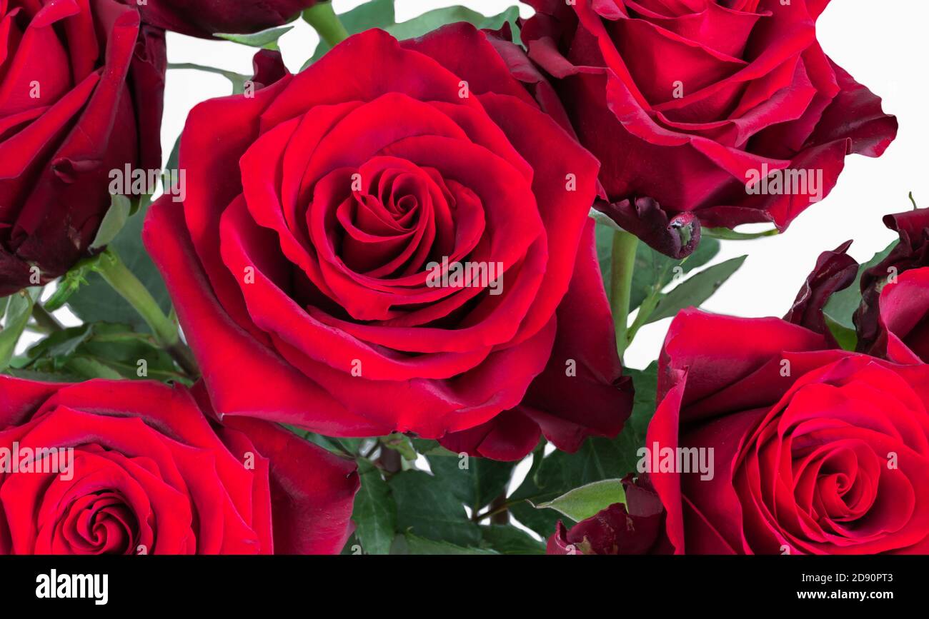 Belle rose romantiche di colore rosso scuro Foto stock - Alamy