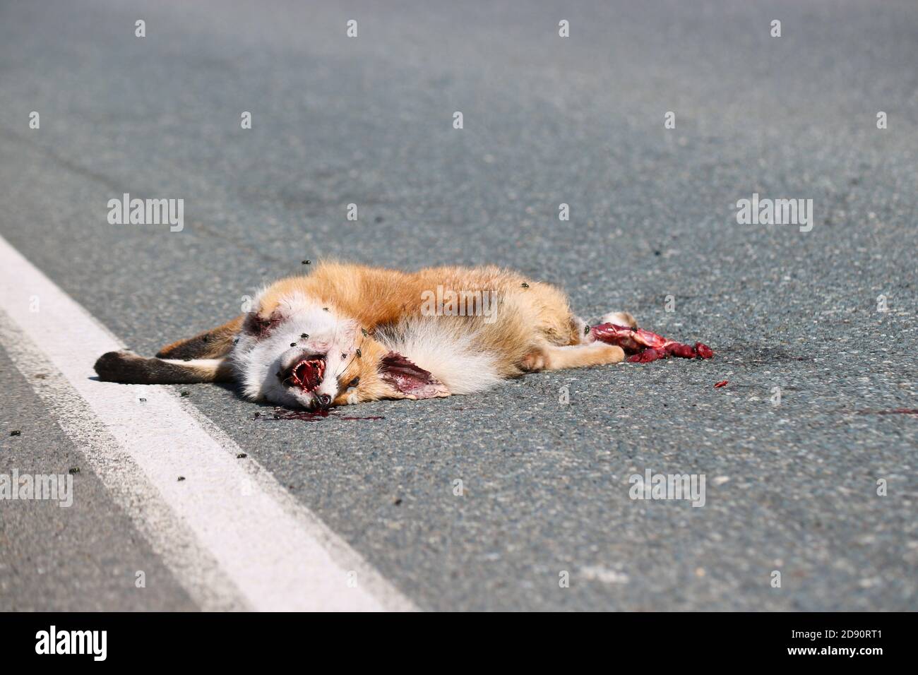 Una volpe morta giace sull'asfalto, colpito da una macchina. Concetto di protezione degli animali selvatici. Le mosche si siedono sul muso di un animale selvaggio morto. Foto Stock