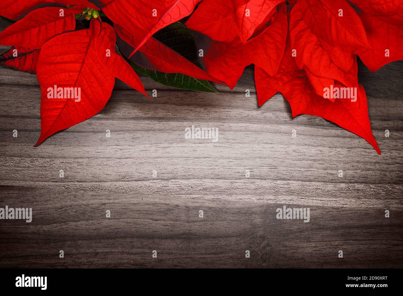 Sfondo natalizio o stagionale composto da una superficie in legno e poinsettia, con elegante vignettatura Foto Stock