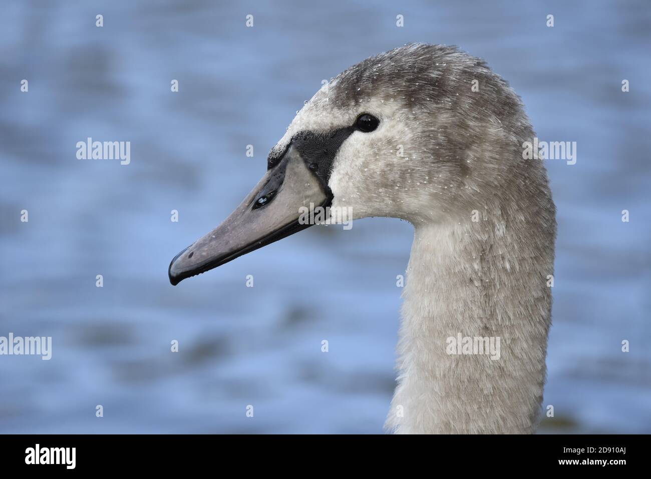 Giovane Mute Swan, Cygnus olor, Close Up Profilo di sinistra Ritratto con acqua blu sfondo, in Inghilterra in autunno Foto Stock