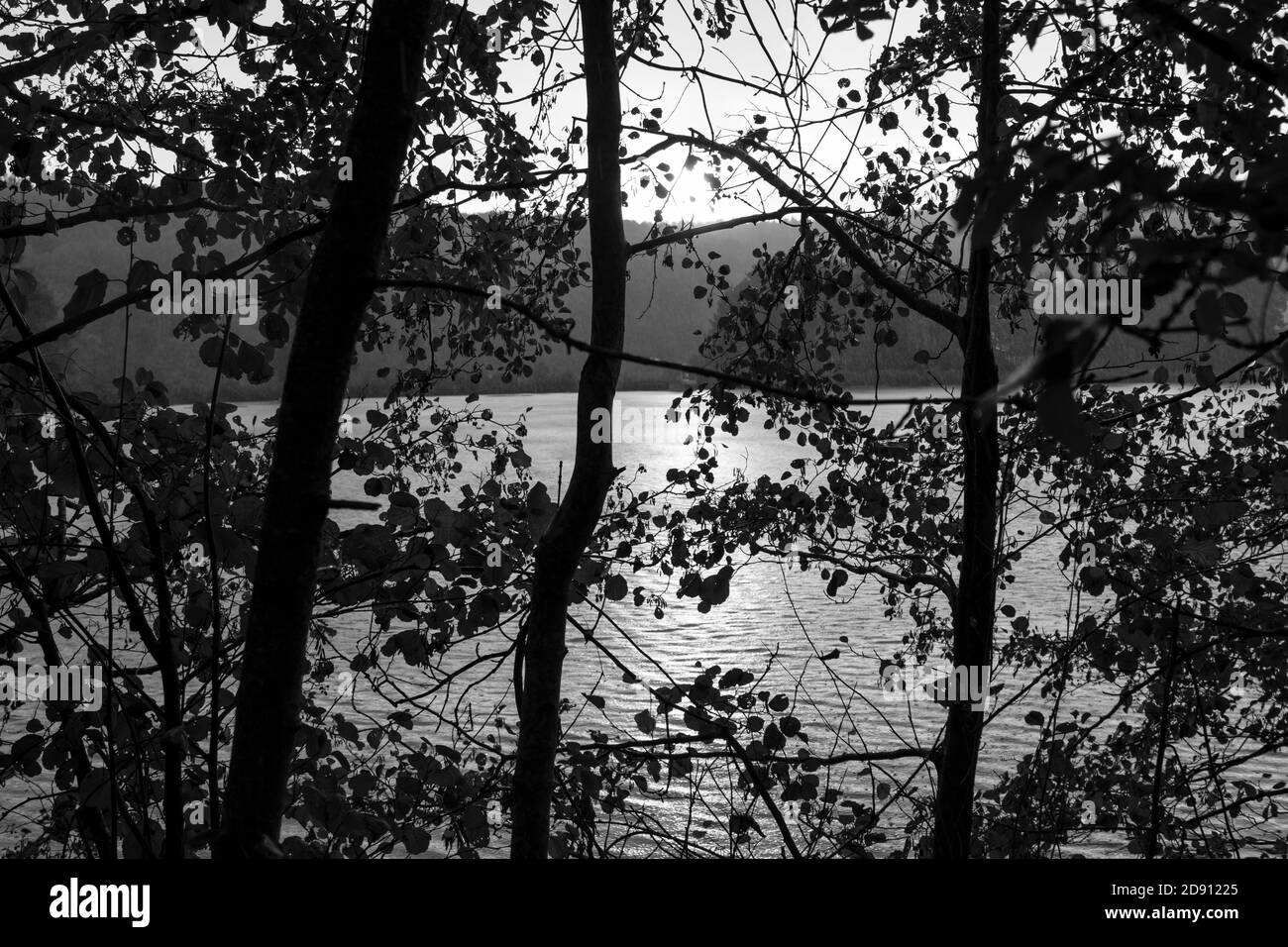 Paesaggio del Regno Unito, senza persone in monocromia/monocromatica: Sagome di alberi in primo piano con lago sullo sfondo. Foto Stock