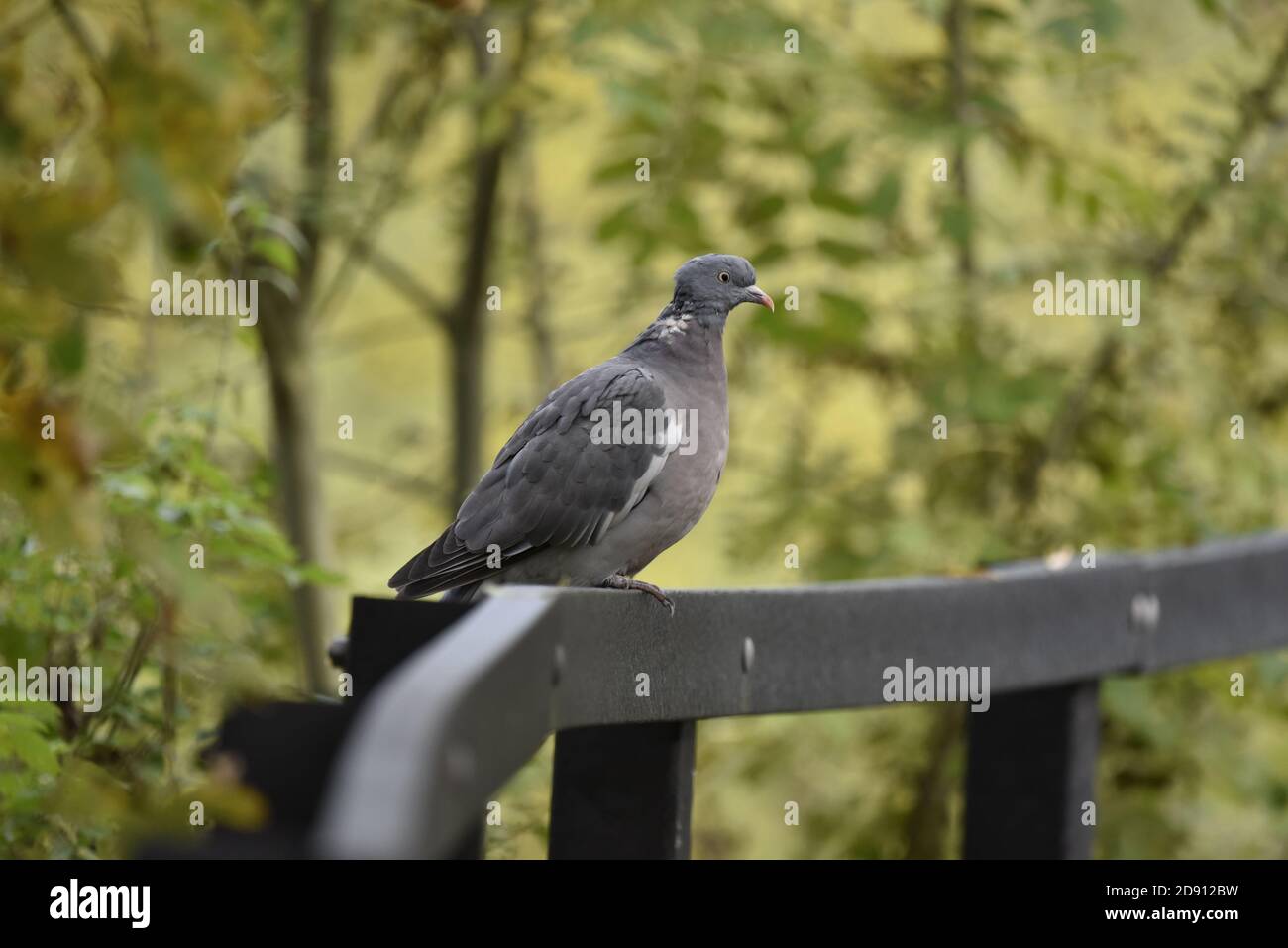 Woodpigeon comune, Columba Palumbus, arroccato sulla cima di un Hand Rail in una riserva naturale in Inghilterra, in autunno Foto Stock