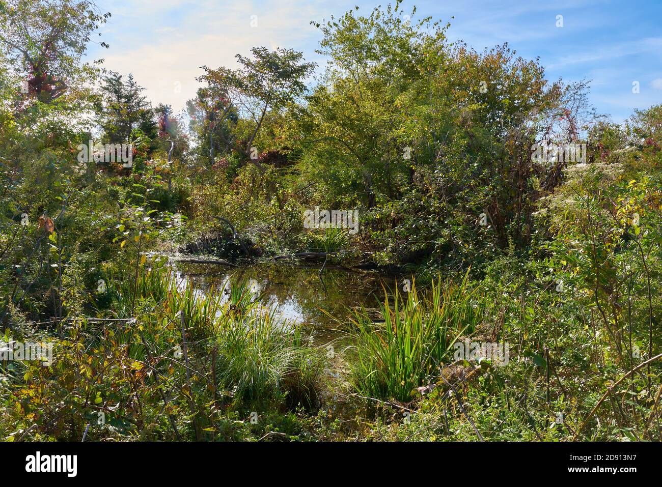 Un piccolo stagno circondato da una rigogliosa crescita di erbe E arbusti si trovano nel Jamaica Bay Wildlife Refuge Foto Stock