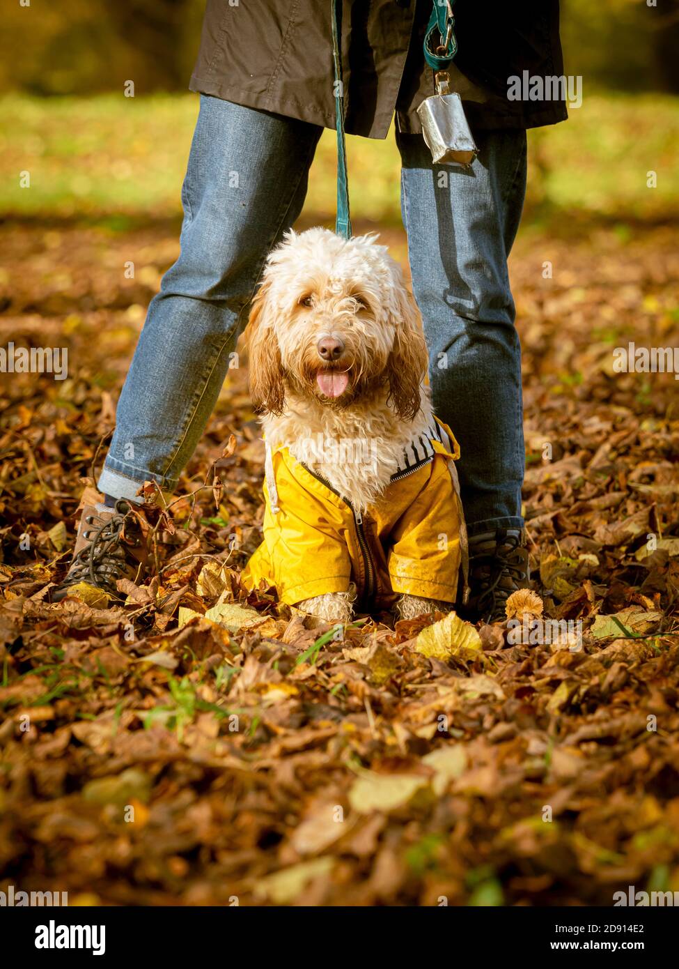 Le gambe femminili con il cane cockapoo si sedettero tra loro in autunno foglie che indossano un cappotto giallo Foto Stock