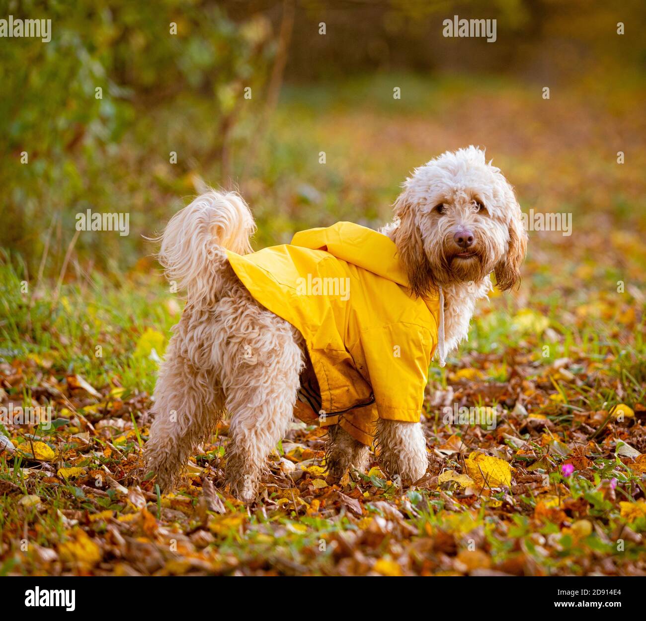 cockapoo cane che indossa cappotto giallo in foglie autunnali su pavimento di bosco. Foto Stock