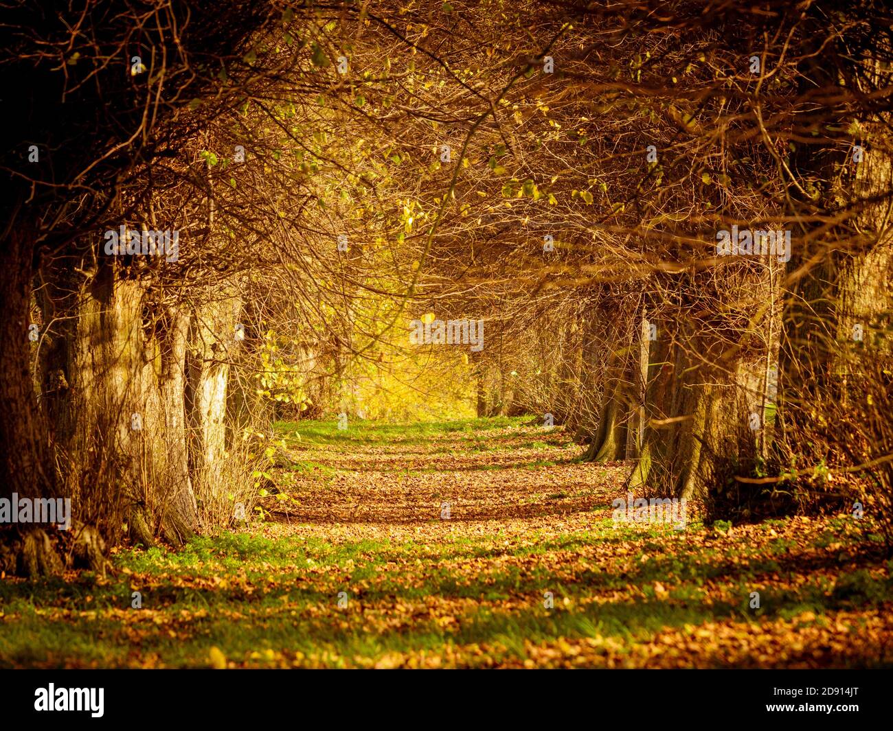 Luce dorata che splende attraverso alberi autunnali con sentiero attraverso boschi Foto Stock