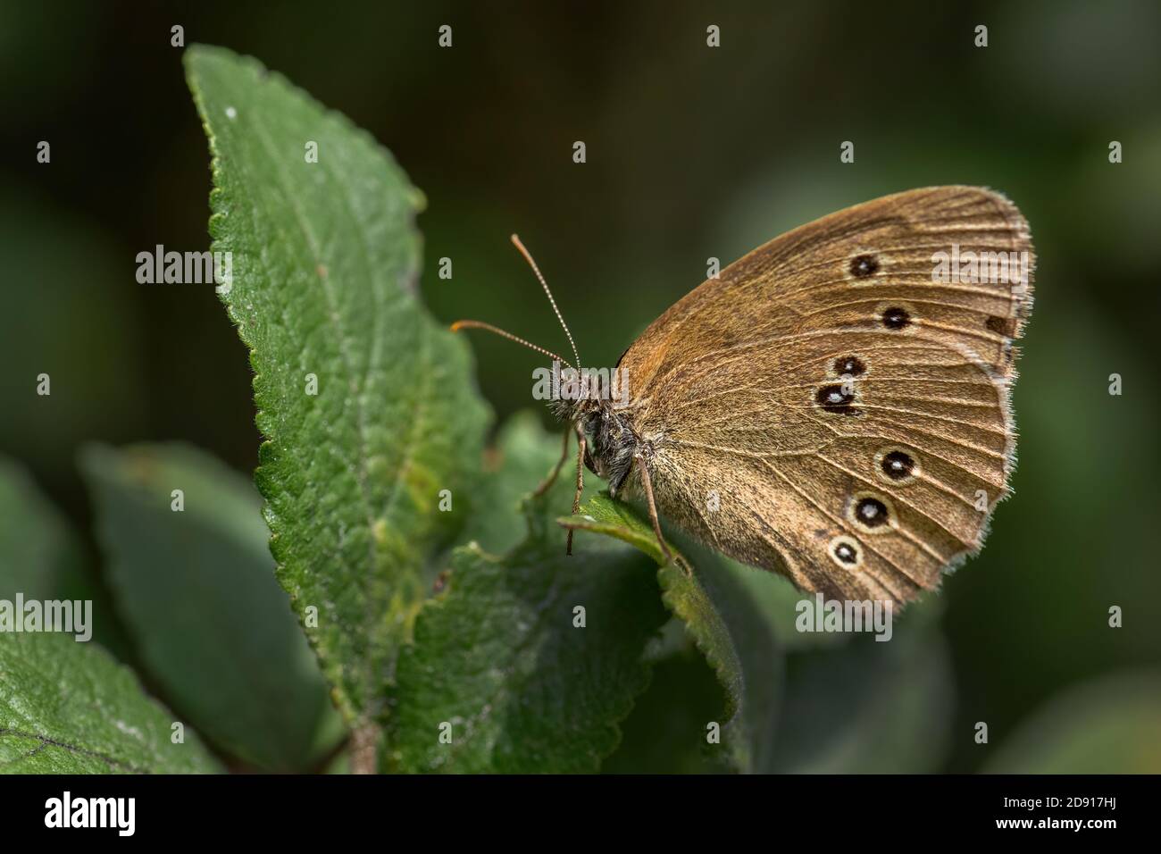 Farfalla d'anello - Aphantopus iperantus, bella farfalla marrone da prati e steppe europee, Havraniky, Repubblica Ceca. Foto Stock