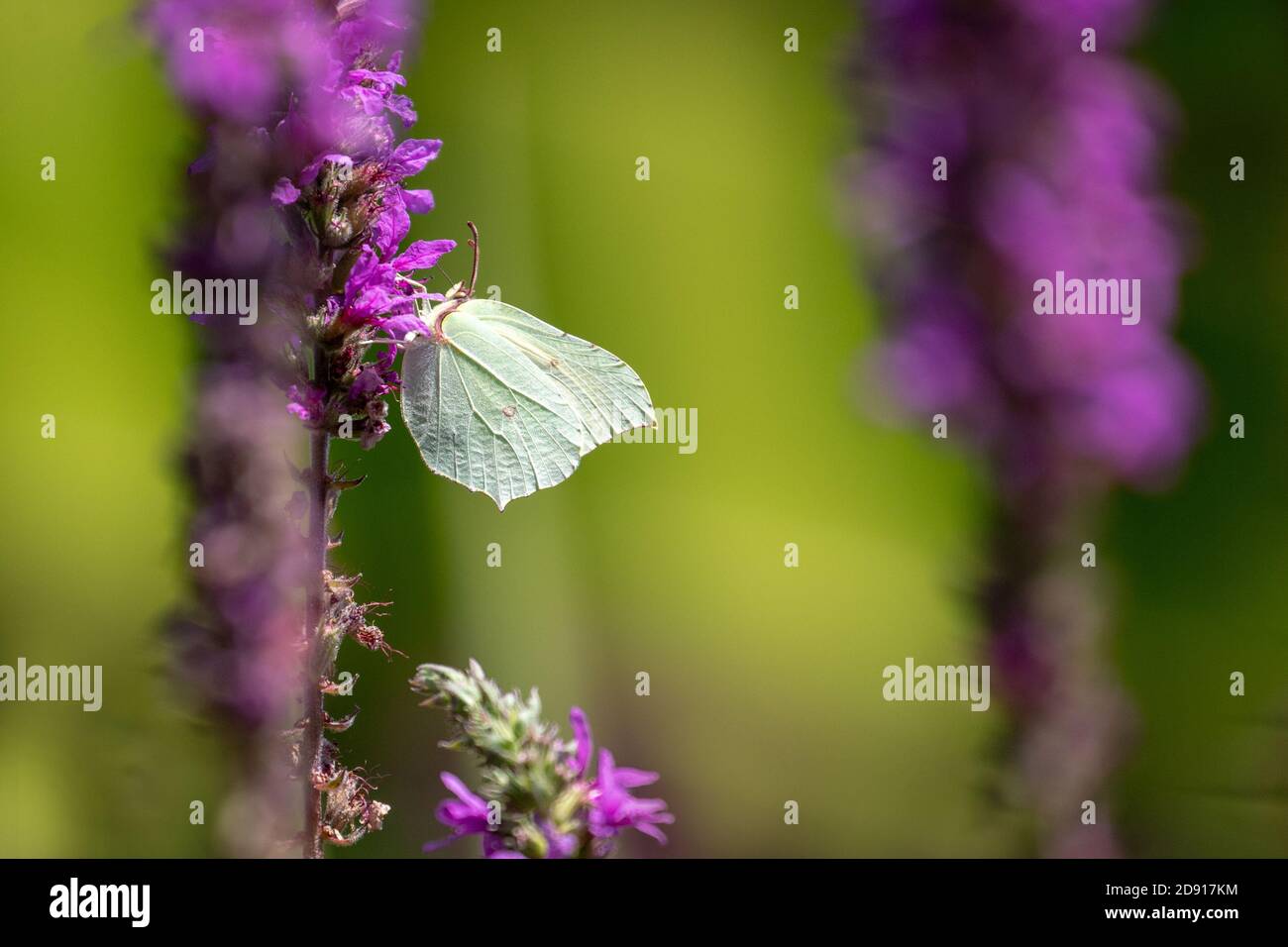 Comune Brimstone farfalla Gonepteryx rhamni visita viola Loosewlife fiori. Foto Stock