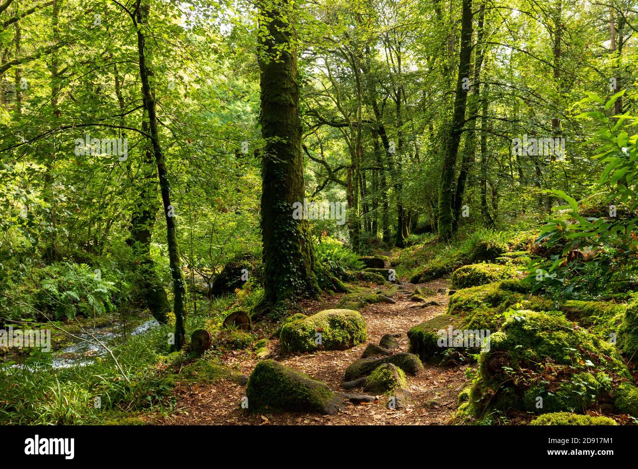 Temperate foresta lussureggiante lungo il fiume, Sainte Barbe, Morbihan, Bretagna, Francia Foto Stock