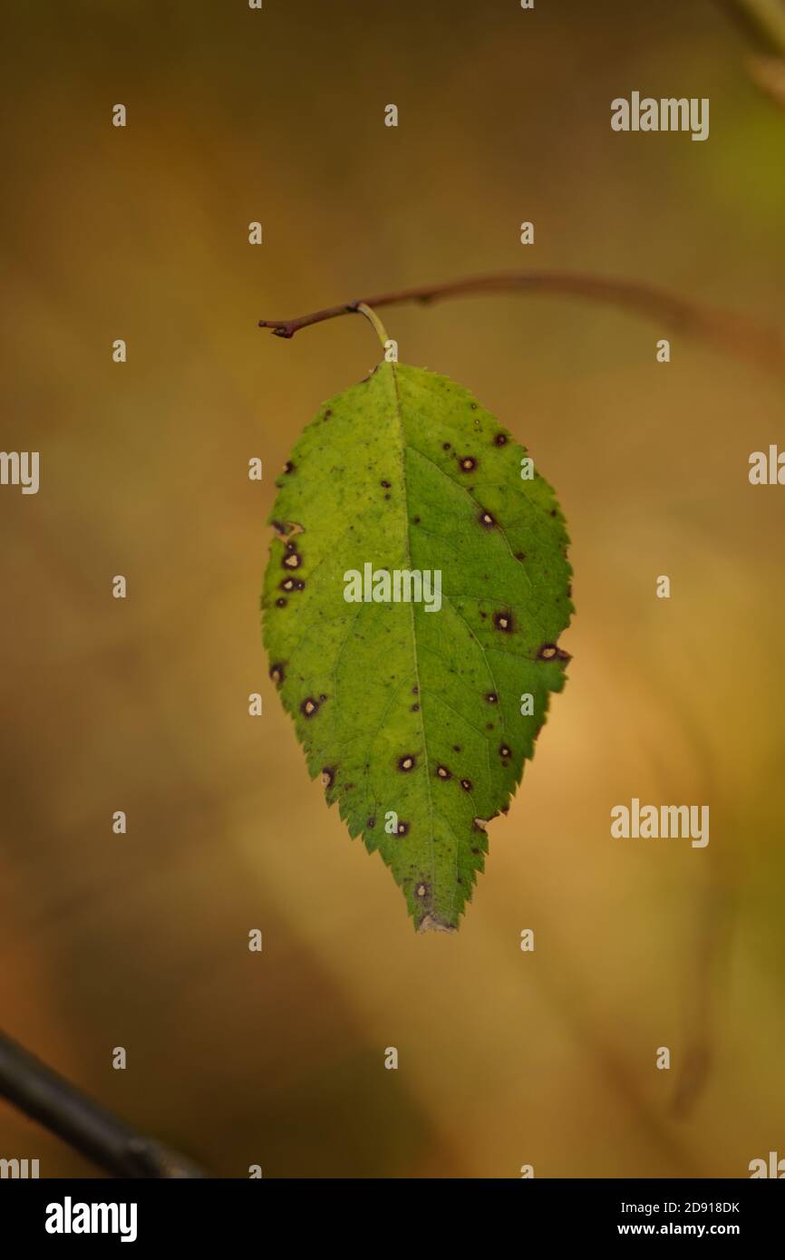 Foglia verde strappata in un foro appendere su un ramo. Foto Stock