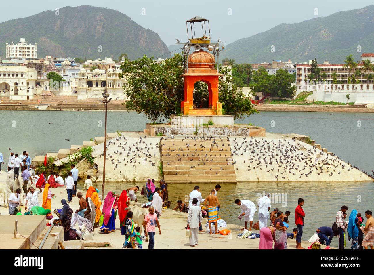 Pushkar, India - 15 agosto 2016: Uomini, mucche e donne in variopinti sari al lago per il bagno santo. Il lago Pushkar è uno dei luoghi più santi per gli indù Foto Stock