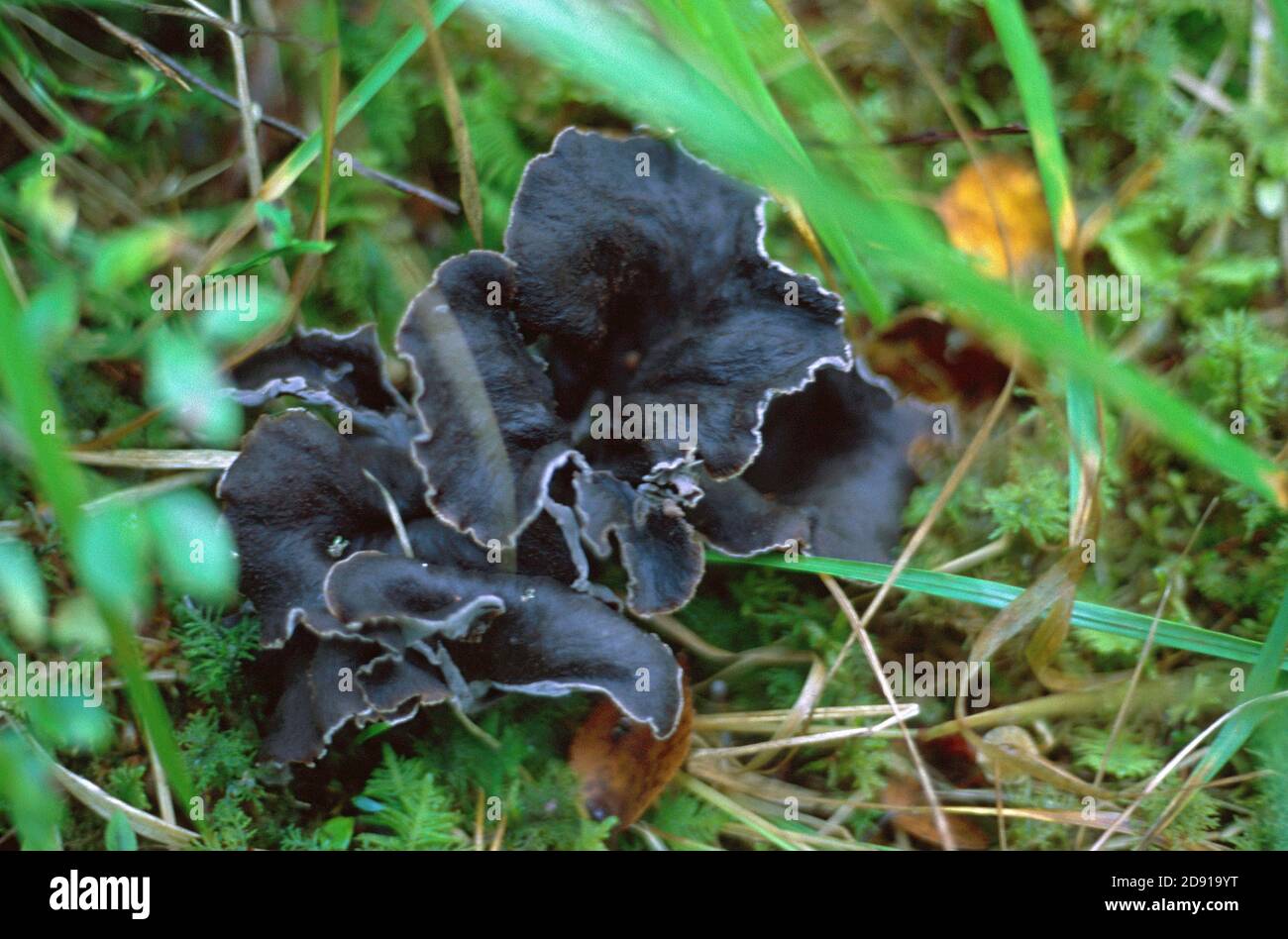 Craterellus cornupioides funghi commestibili piante che crescono in natura. Chanterelle nere, tromba nera ecc. Foto Stock