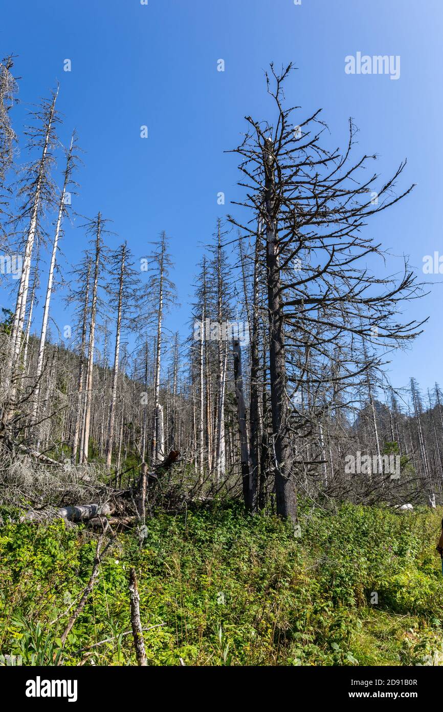 Foresta di abete rosso morto dopo l'attacco europeo di barbabietole di abete rosso, tronchi di alberi e ceppi appassiti con corteccia bianca, sfondo cielo blu, montagne Tatra Foto Stock