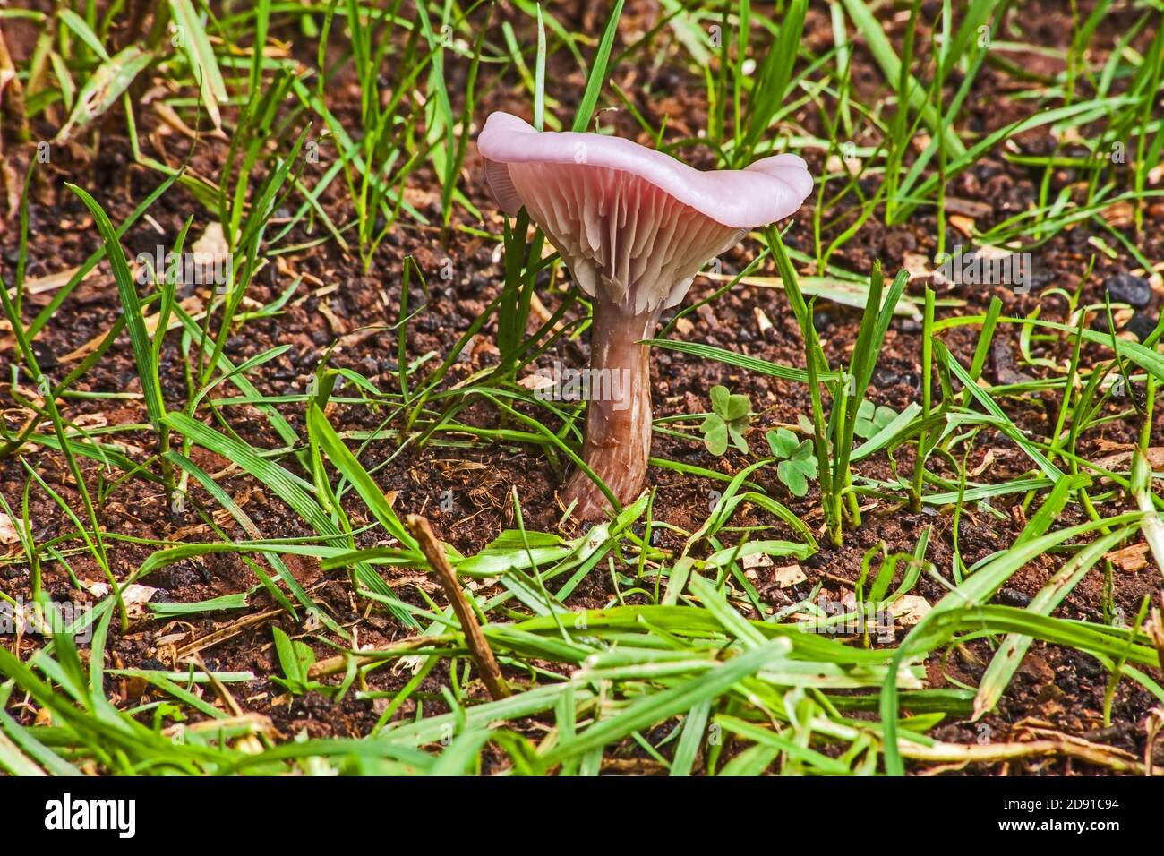 Funghi selvatici 8586 Foto Stock