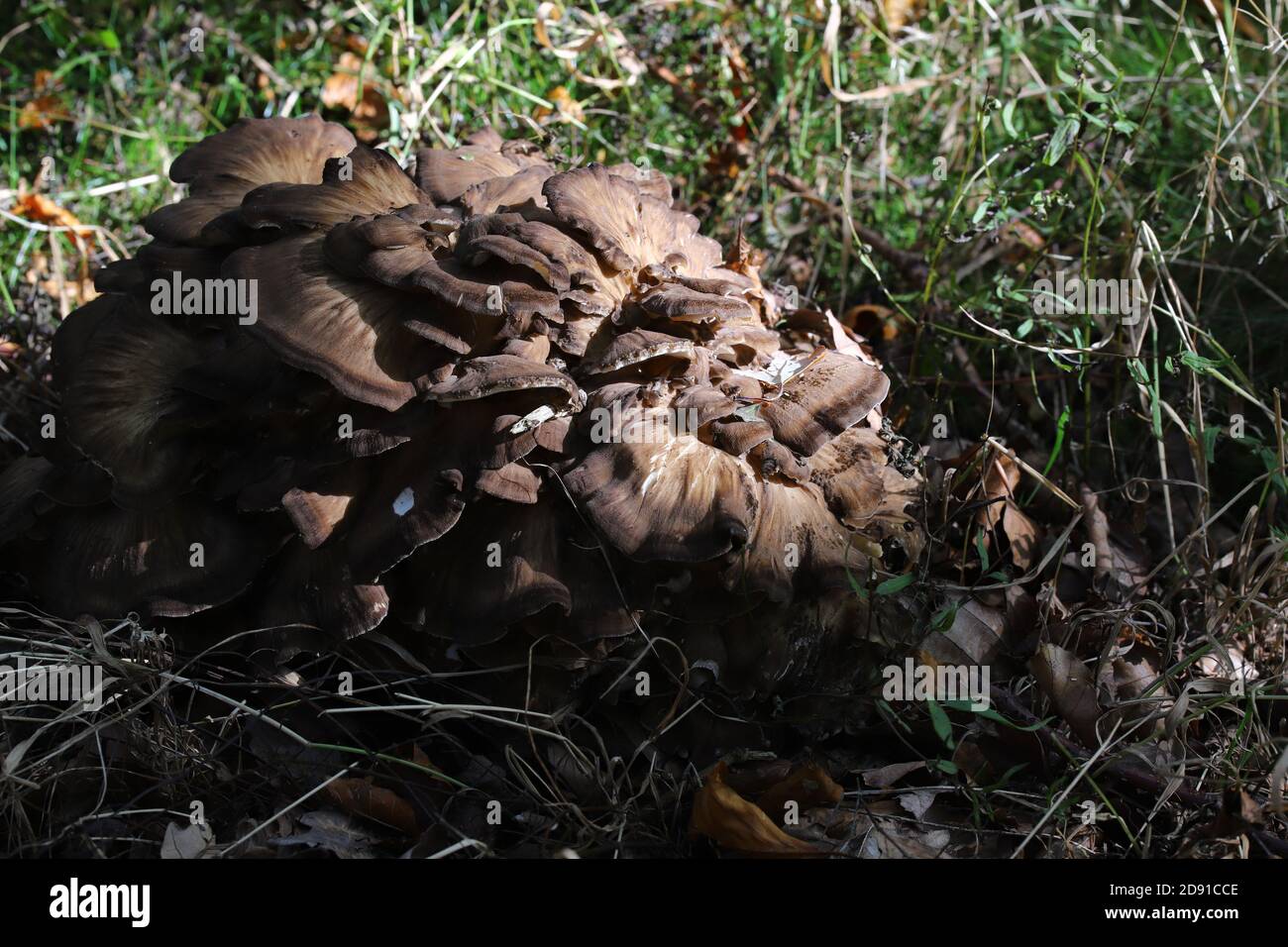 Meripilus giganteus, il polipo gigante Foto Stock