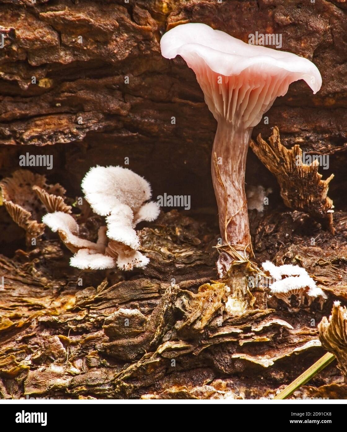 Funghi selvatici 8589 Foto Stock