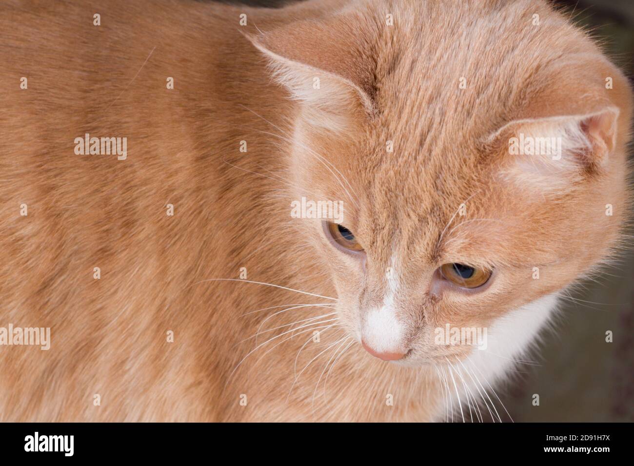 Primo piano ritratto di un gatto europeo dai capelli bianchi-rossi. Foto Stock