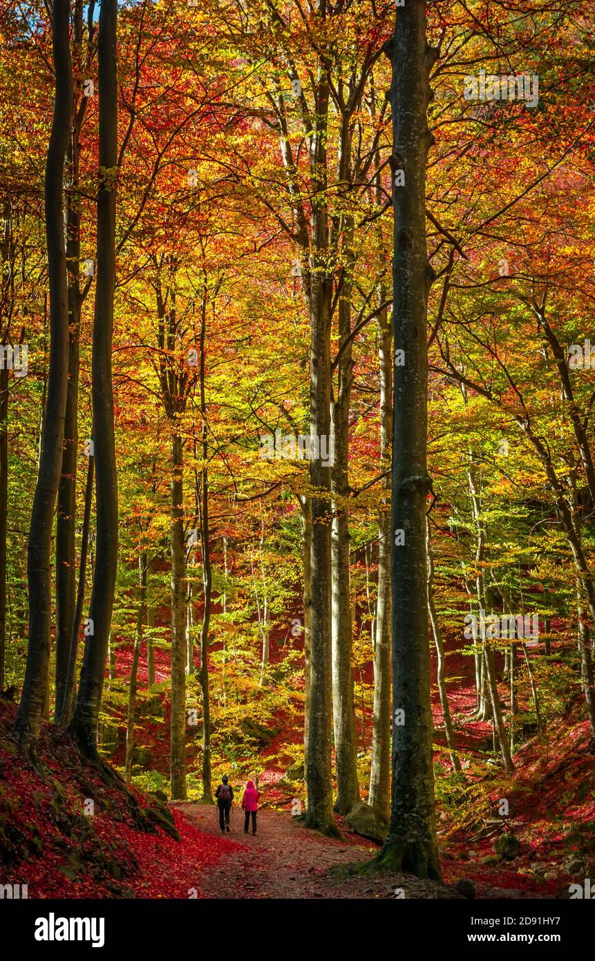 Passeggiate nella foresta in autunno. Persone su un sentiero attraverso i boschi. Foto Stock