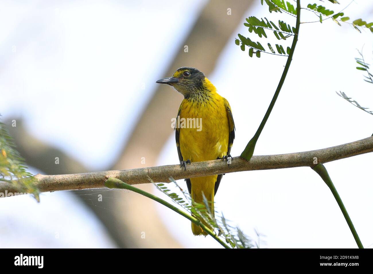 L'uccello giovanile di Oriole sta appigliando su UN albero Foto Stock