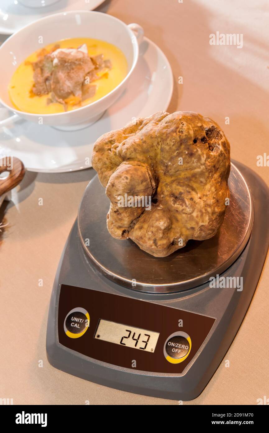 un grande tartufo bianco sulla bilancia che indica il peso in grammi, sullo sfondo bicchierino maneggiato con fonduta di formaggio e tartufi a fette Foto Stock