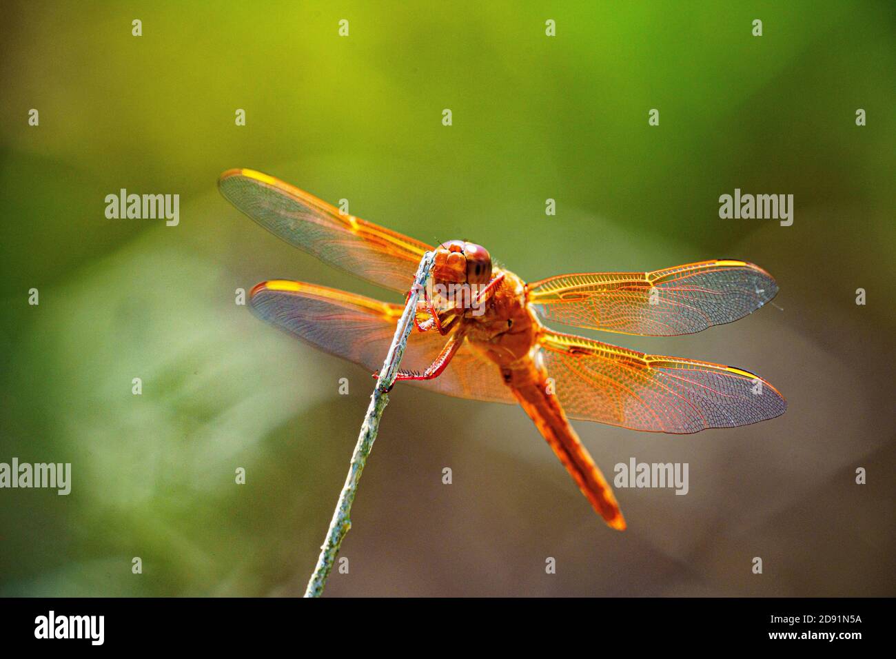 dragonfly appollaiato su bastone isolato sopra il torrente Foto Stock
