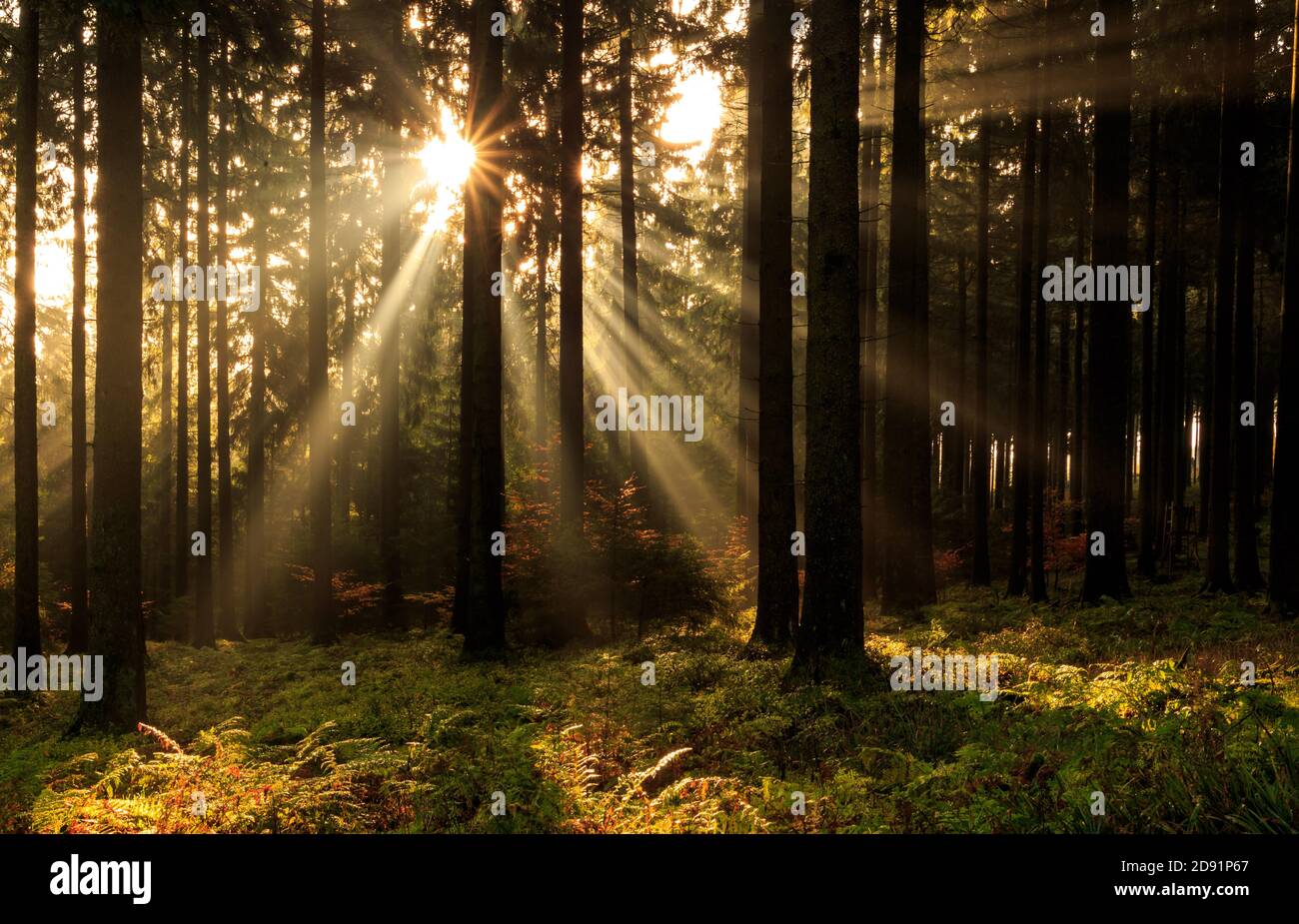 Raggi di sole in una foresta nebbiosa Foto Stock