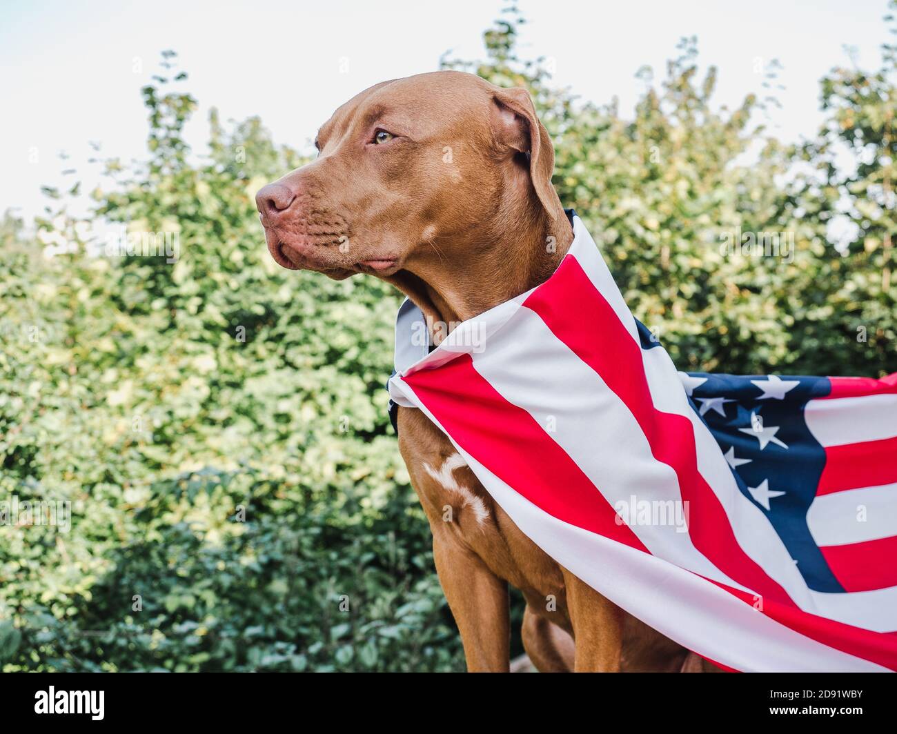 Amabile, puppy grazioso di colore di cioccolato. Primo piano Foto Stock